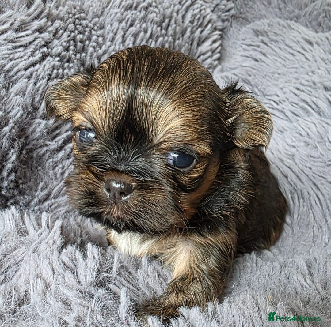 Shih Tzu dogs for sale: Stunning Rare Brindle Imperial Shih Tzu puppies - Image 3