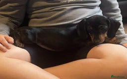 Dachshund dogs for sale: Dachshund - last 2 available (boy&girl) - Image 4