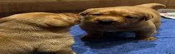 Labrador Retriever dogs for sale: KC registered fox red Labrador puppy  - Advert 11