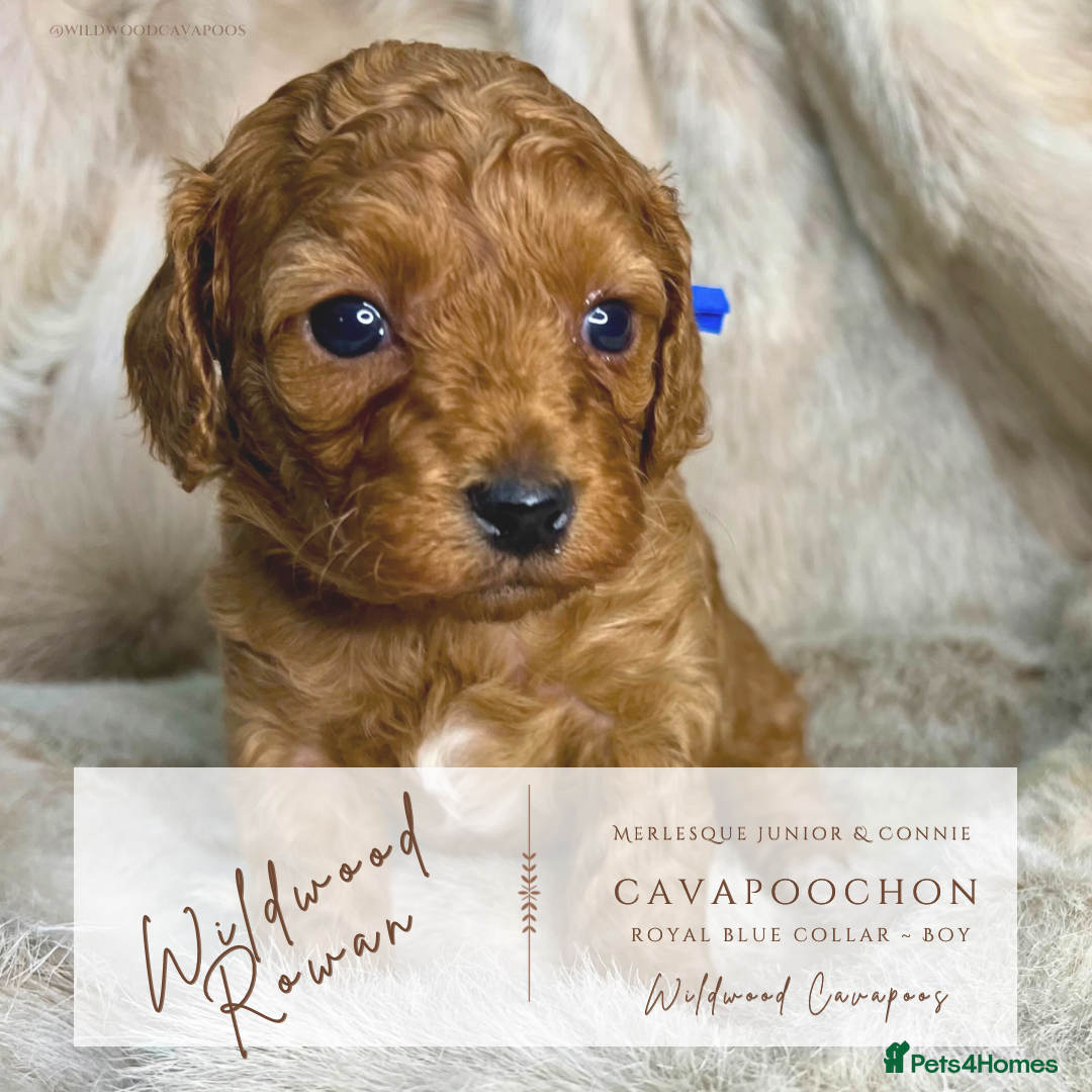 Cavapoochon dogs for sale: 5 ⭐️ LICENSED BREEDER HEALTH TESTED CAVAPOOCHONS - Advert 9