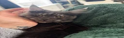 Maine Coon cats for sale: Blue smoke TICA reg future queen Maine coon  - Advert 7