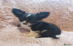 Chihuahua dogs for sale: Tri coloured longcoat apple head - Image 10