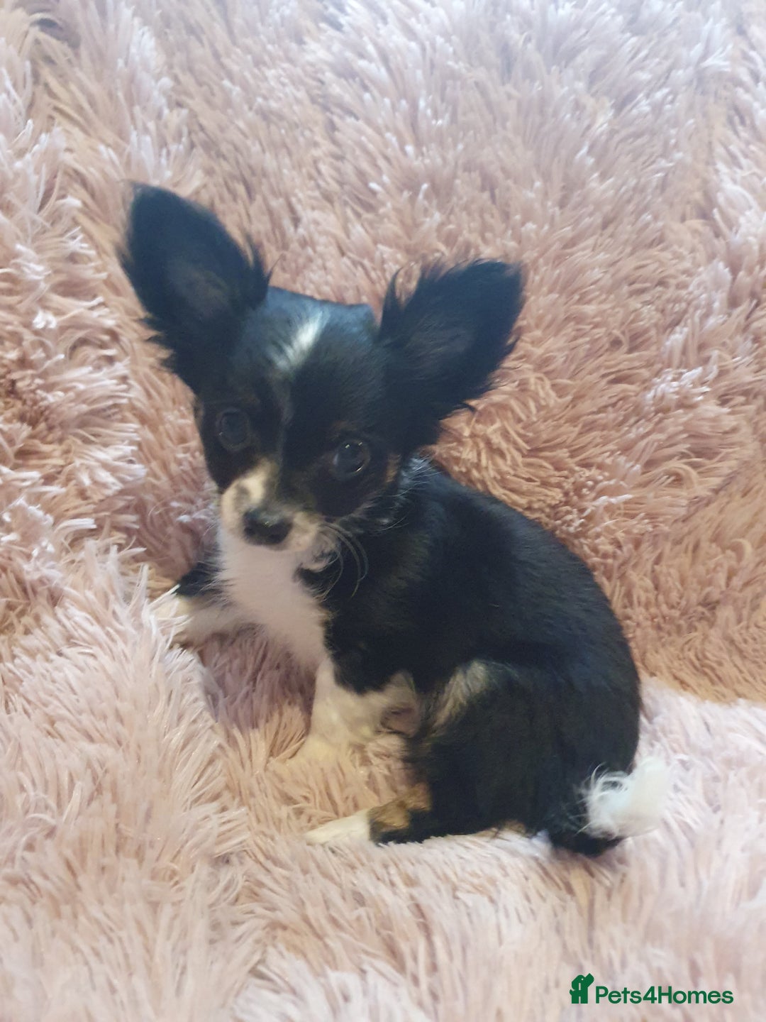 Chihuahua dogs for sale: Tri coloured longcoat apple head - Image 10