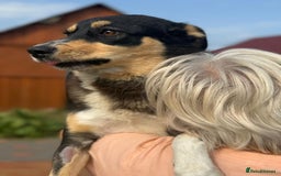 Mixed Breed dogs for adoption: 💖🐶 AZIA 🐶💖 - Image 7