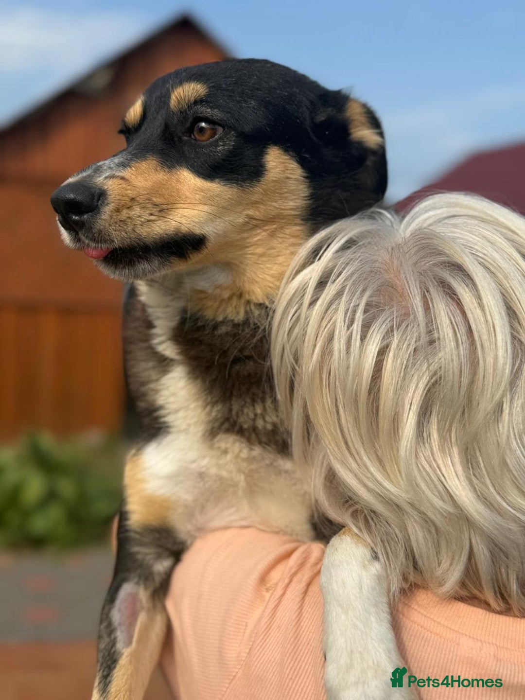 Mixed Breed dogs for adoption: 💖🐶 AZIA 🐶💖 - Image 7