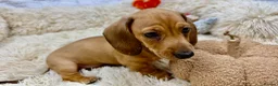 Dachshund dogs for sale: HIGH QUALITY MINIATURE DACHSHUND PUPPIES - Advert 21