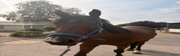 English Thoroughbred horses for sale: Joey – 7-Year-Old Thoroughbred Gelding in Reading - Advert 2