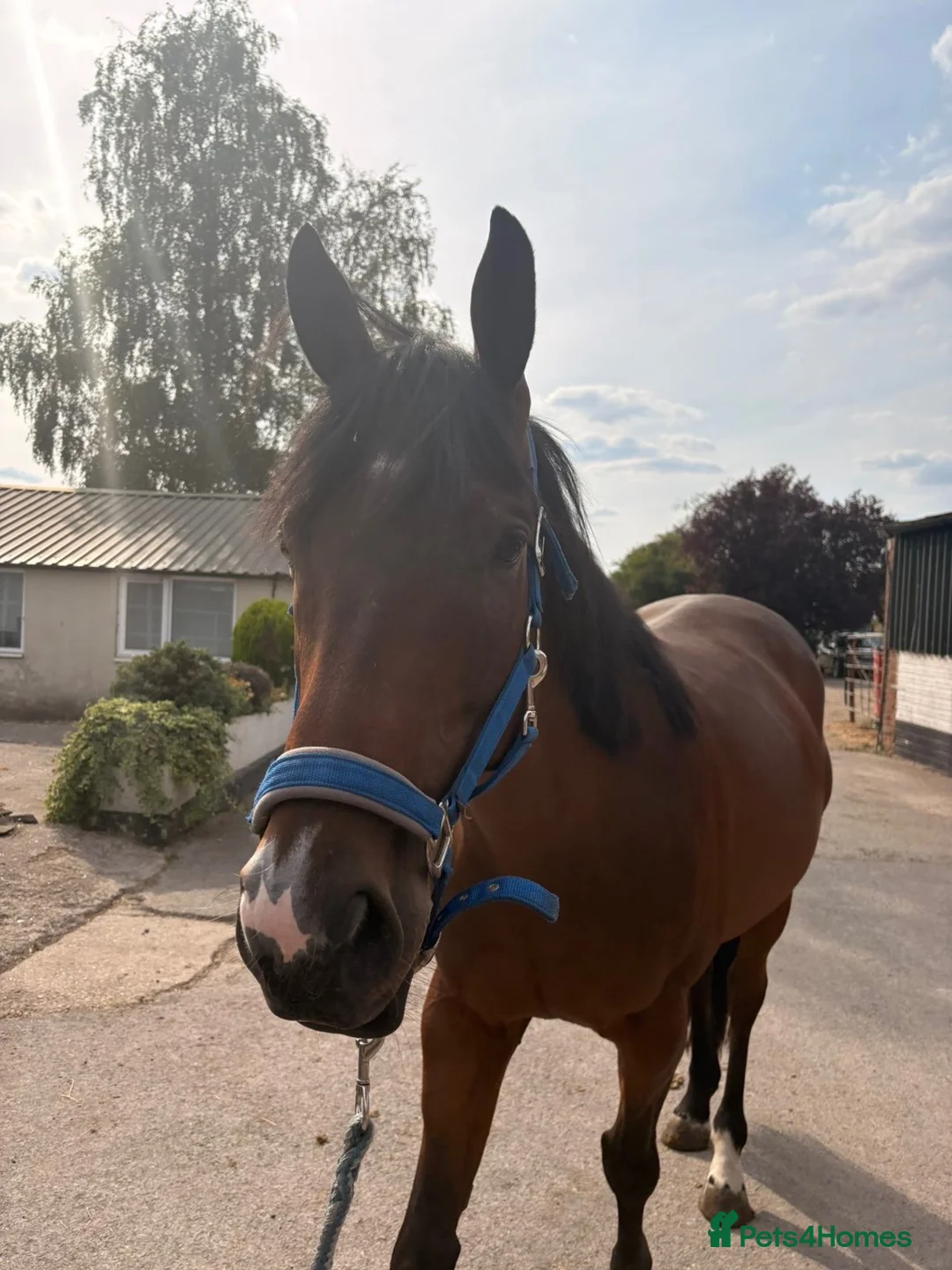 English Thoroughbred horses for sale: Joey – 7-Year-Old Thoroughbred Gelding in Reading - Advert 2