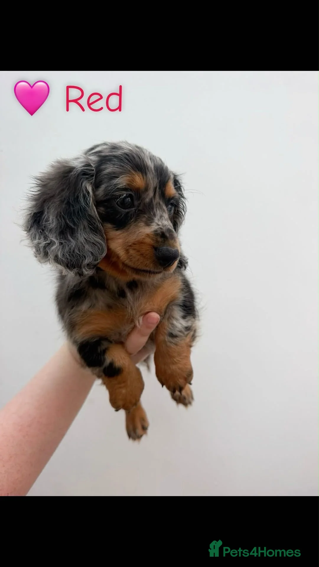 Miniature Dachshund dogs for sale: Stunning long haired Dachshunds  - Advert 2
