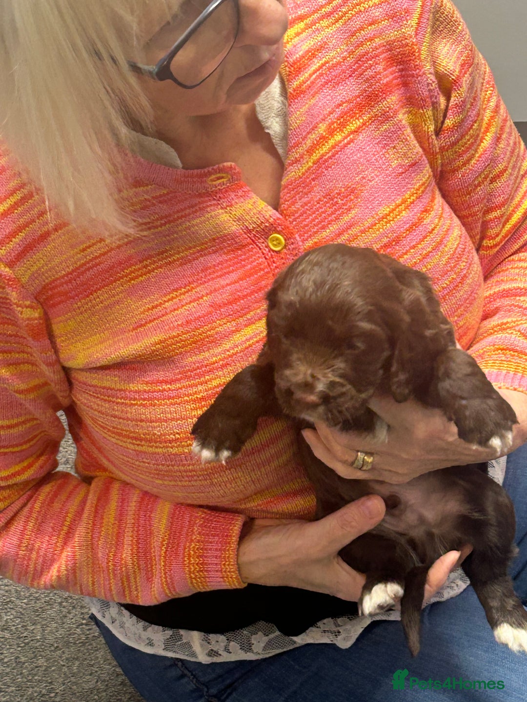 Cocker Spaniel dogs for sale: Working cocker spaniels - Advert 7