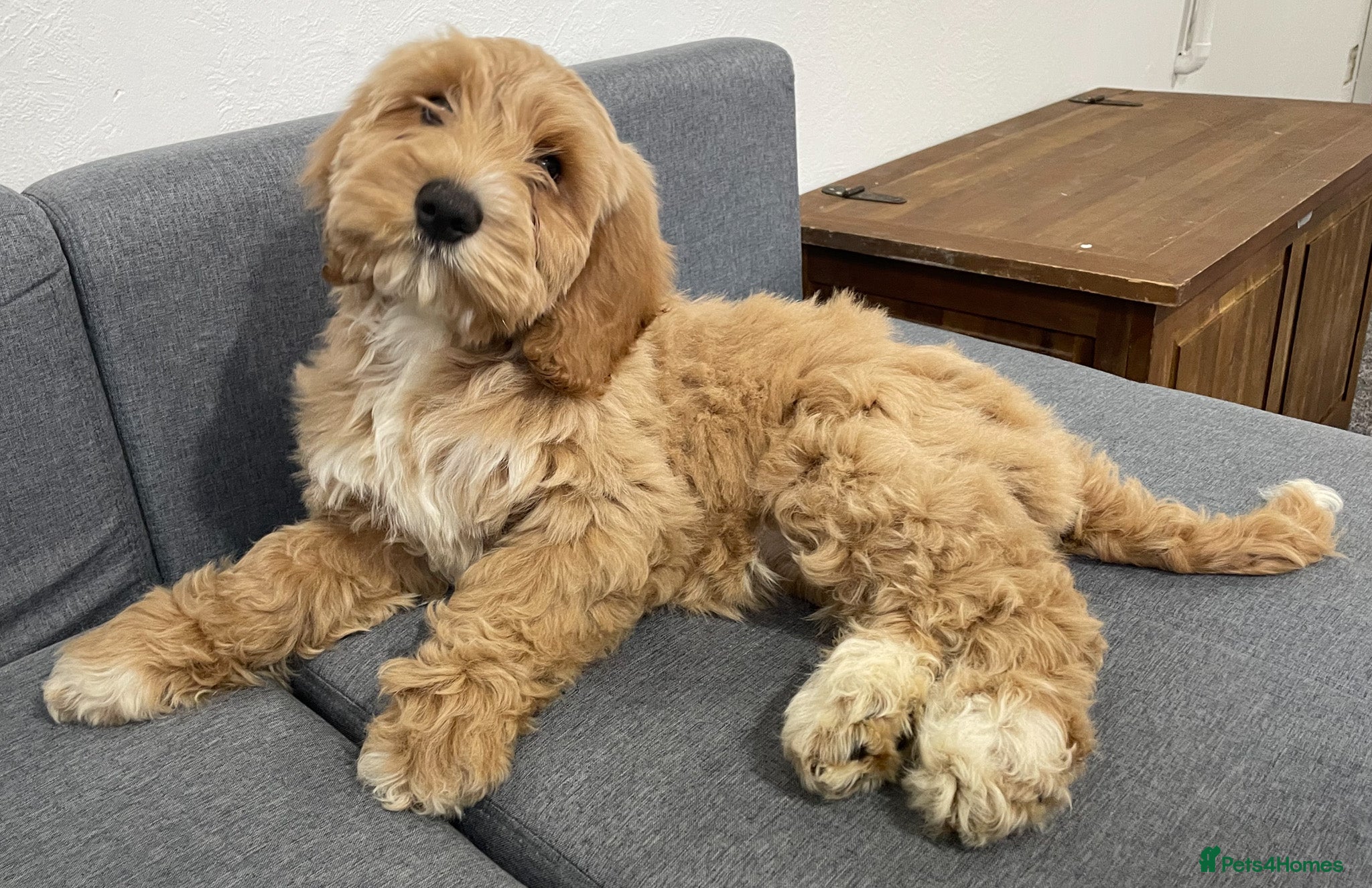 Australian Labradoodle dogs Australian Labradoodles for Sale - Advert 1