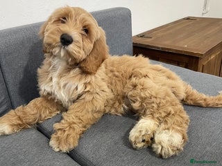 Australian Labradoodle dogs Australian Labradoodles for Sale - Advert 8