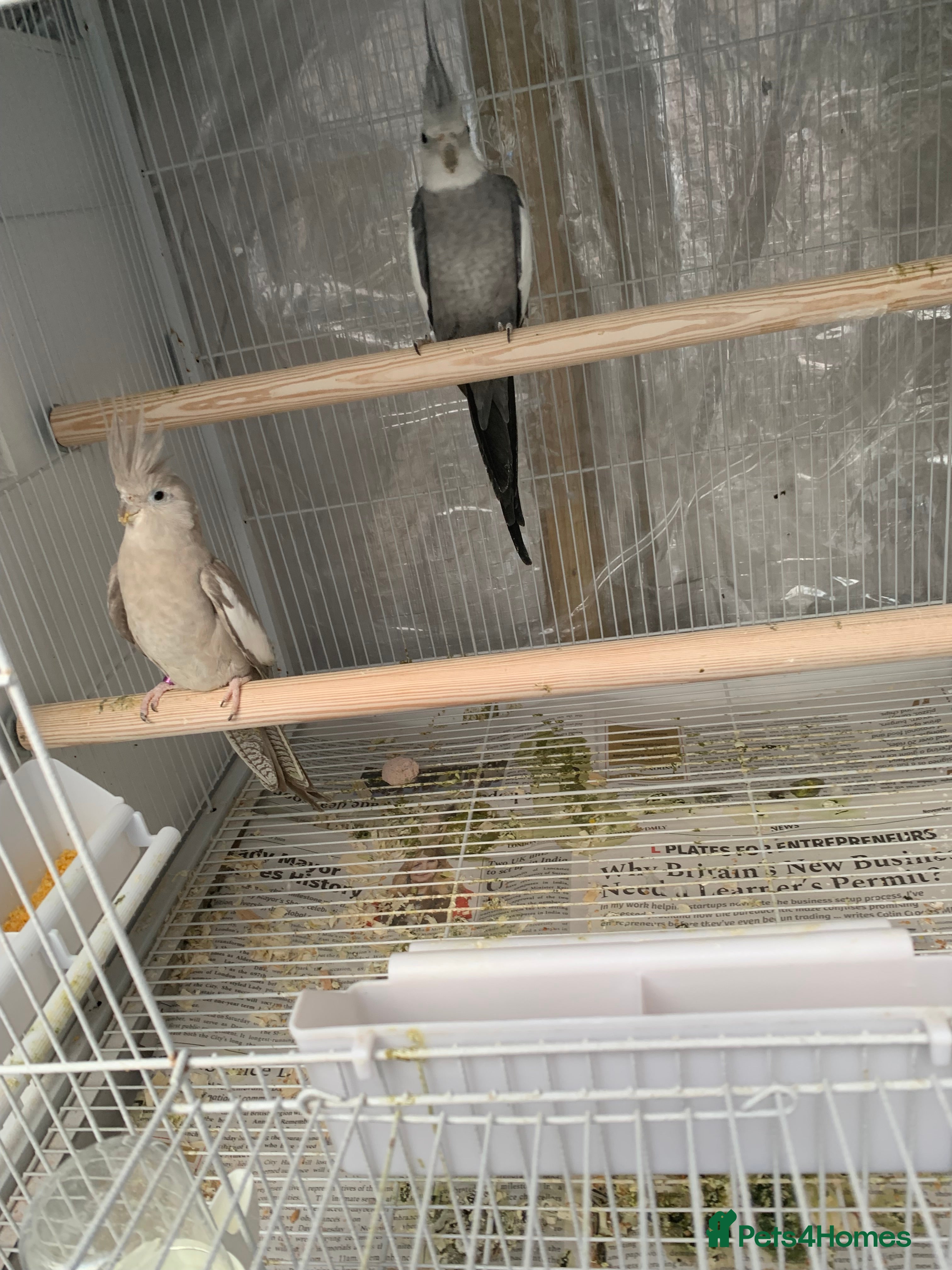 Cockatiels birds Cockatiels - Advert 12