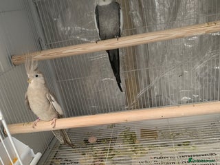 Cockatiels birds Cockatiels - Advert 1