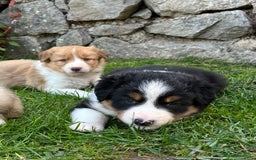 Border Collie dogs for sale: Beautiful border collie puppies for sale  - Image 12