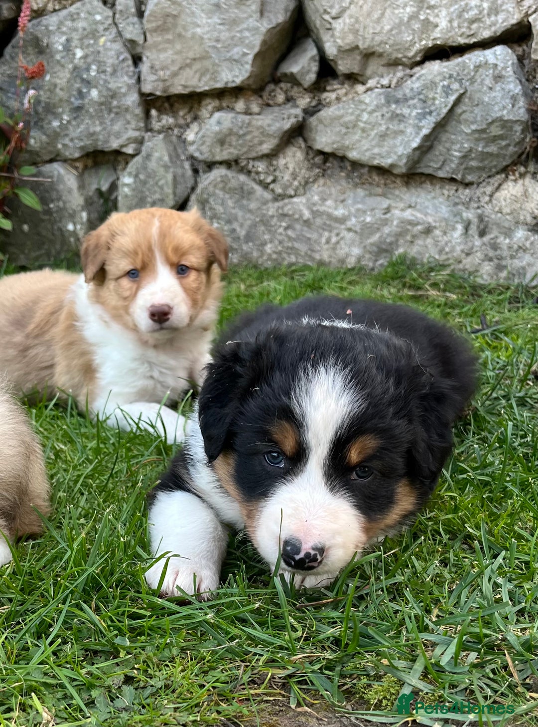 Border Collie dogs for sale: Beautiful border collie puppies for sale  - Image 12