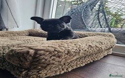 French Bulldog dogs for sale: Black Frenchie  French Bulldog puppy  - Image 5