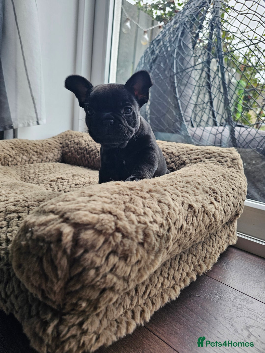 French Bulldog dogs for sale: Black Frenchie  French Bulldog puppy  - Image 5