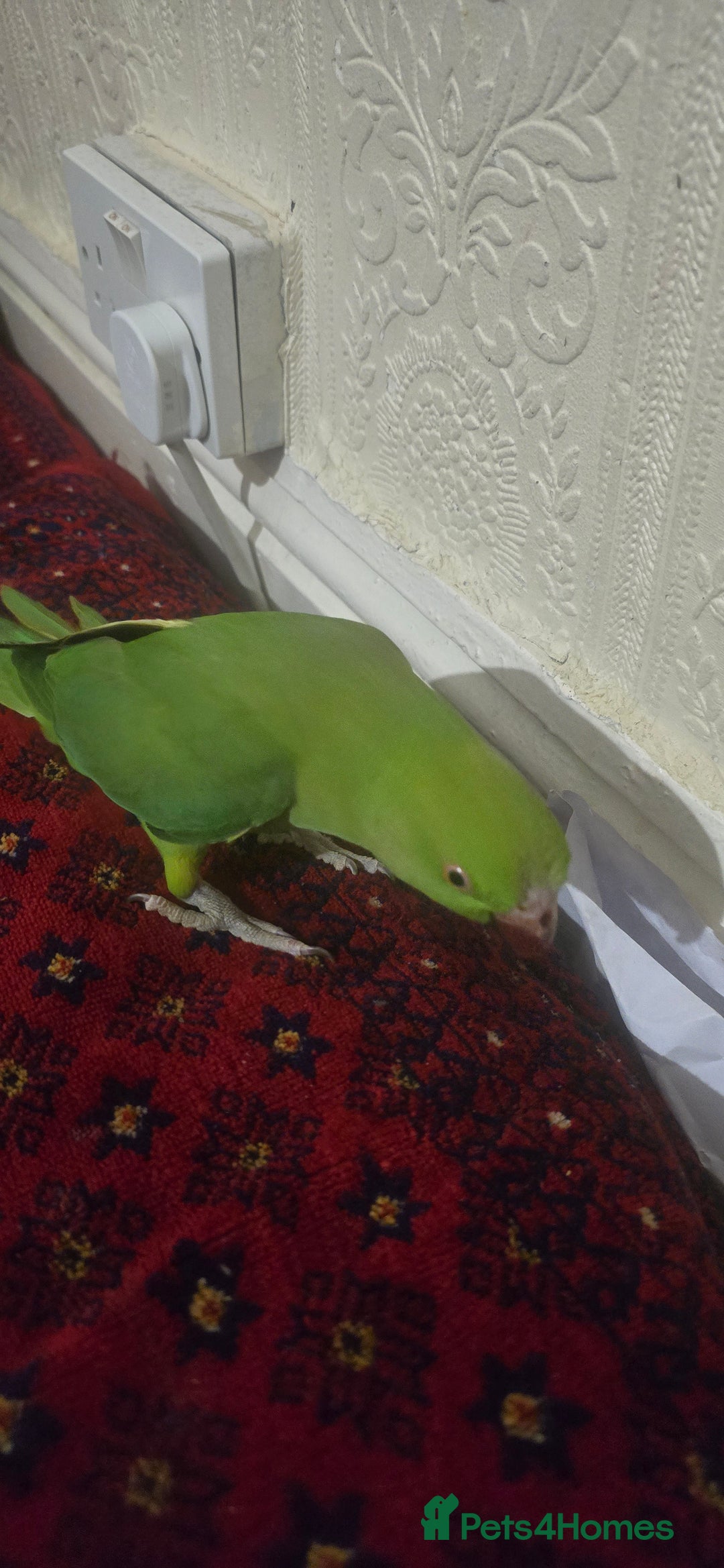 Parrots birds for sale: Green parrot - Advert 3