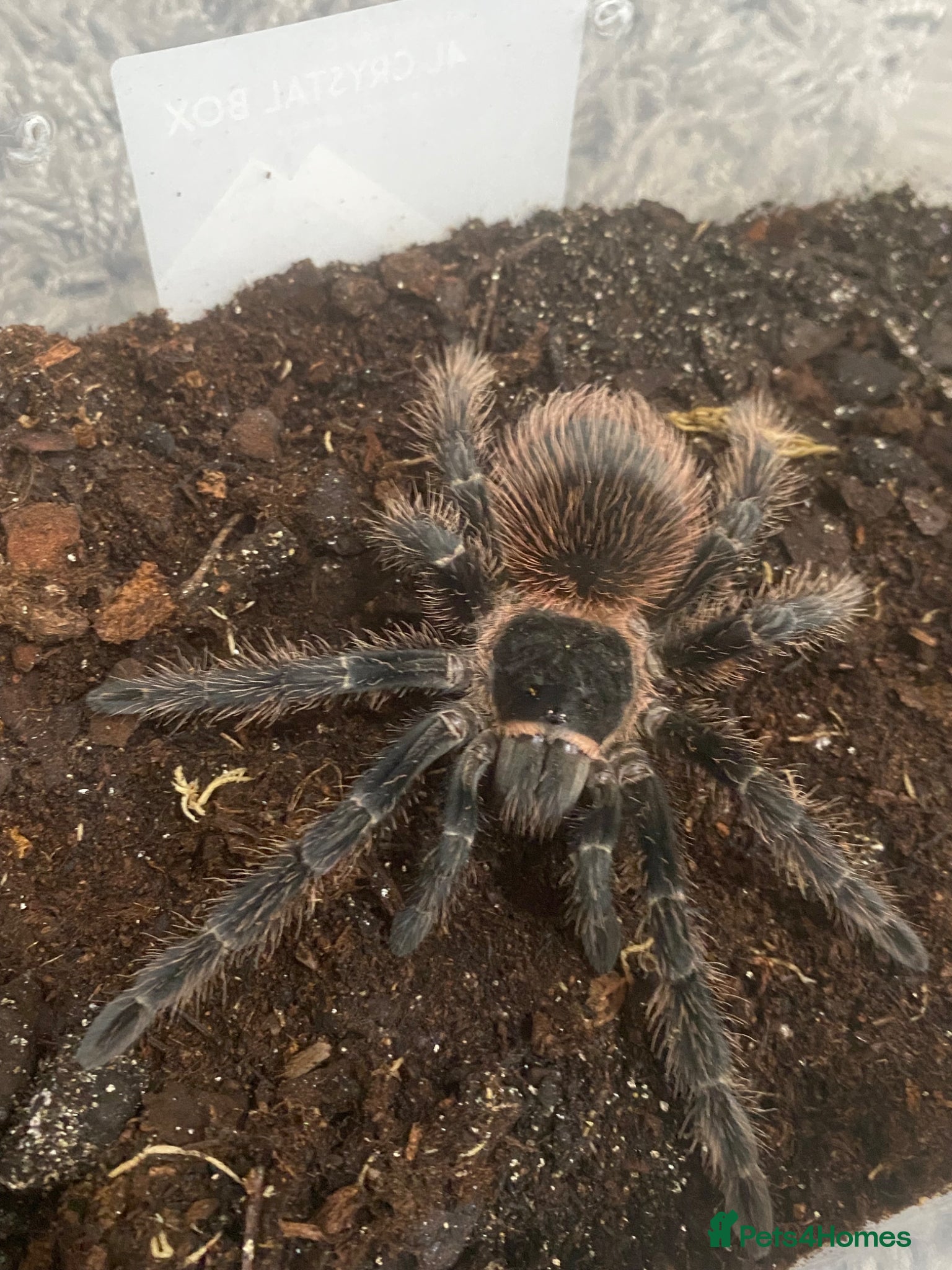 Tarantulas invertebrates Brazilian Pink salmon tarantulas  - Advert 6