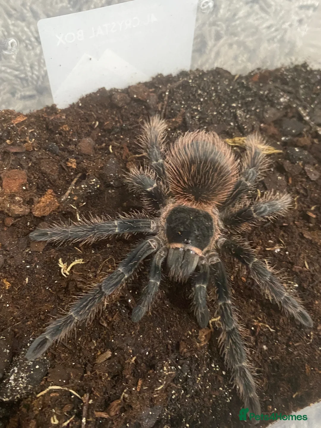 Tarantulas invertebrates for sale: Brazilian Pink salmon tarantulas  - Advert 1