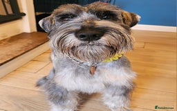 Schnauzer dogs for stud: Standard schnauzer for Stud - Image 7