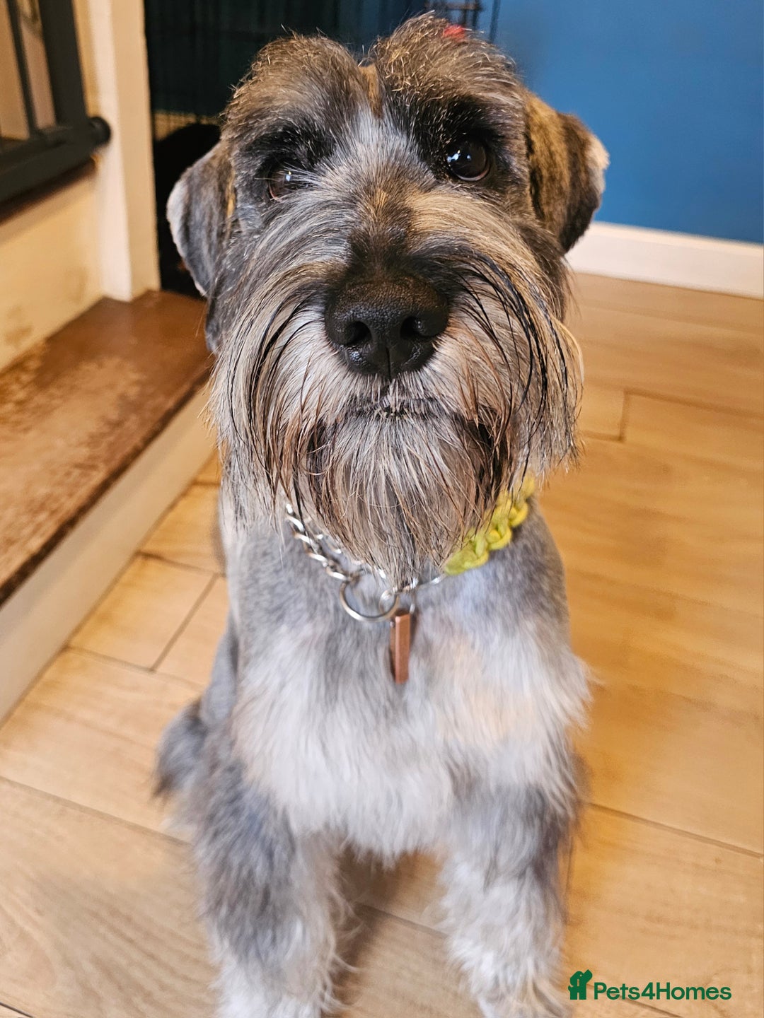 Schnauzer dogs for stud: Standard schnauzer for Stud - Image 7
