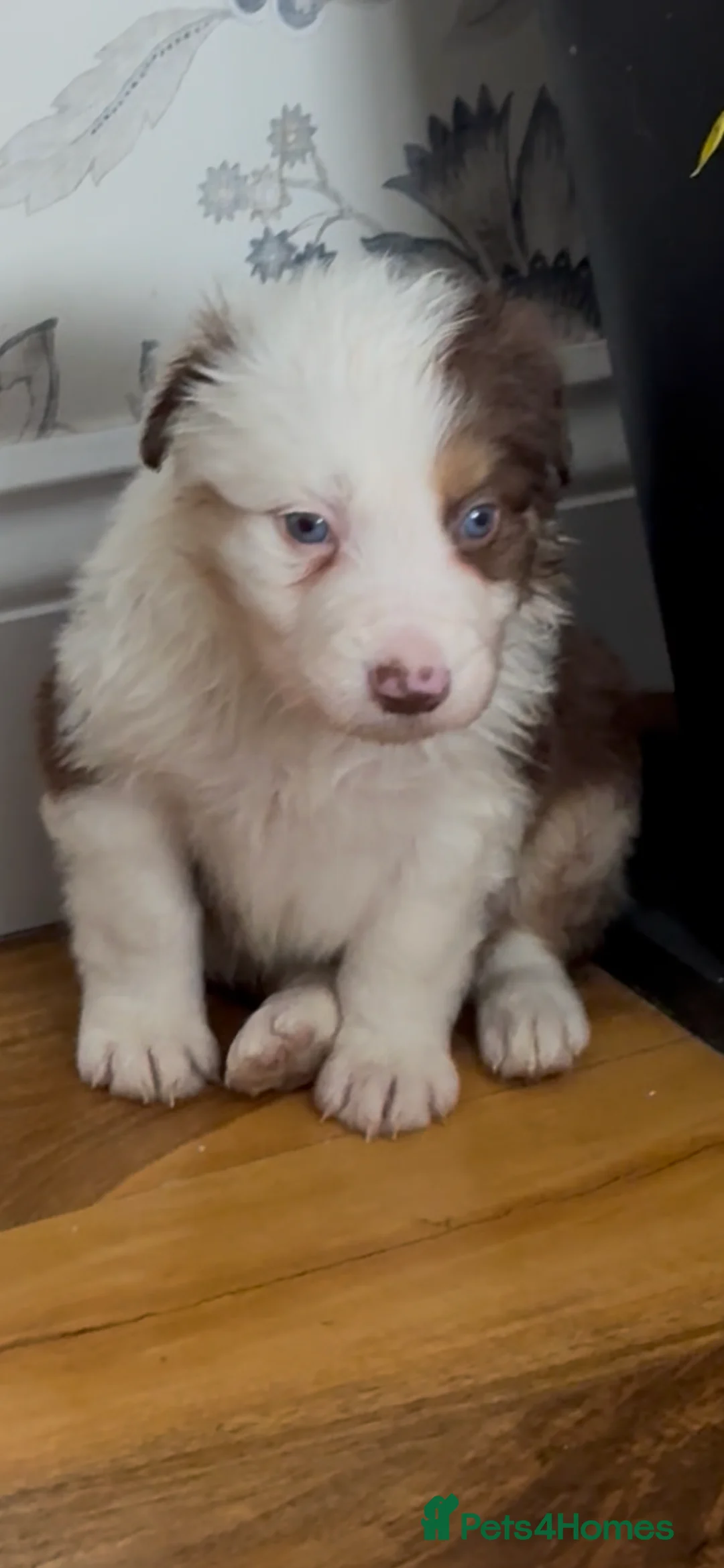 Border Collie dogs for sale: Stunning tri red/merled, blue eyed little boy - Advert 5