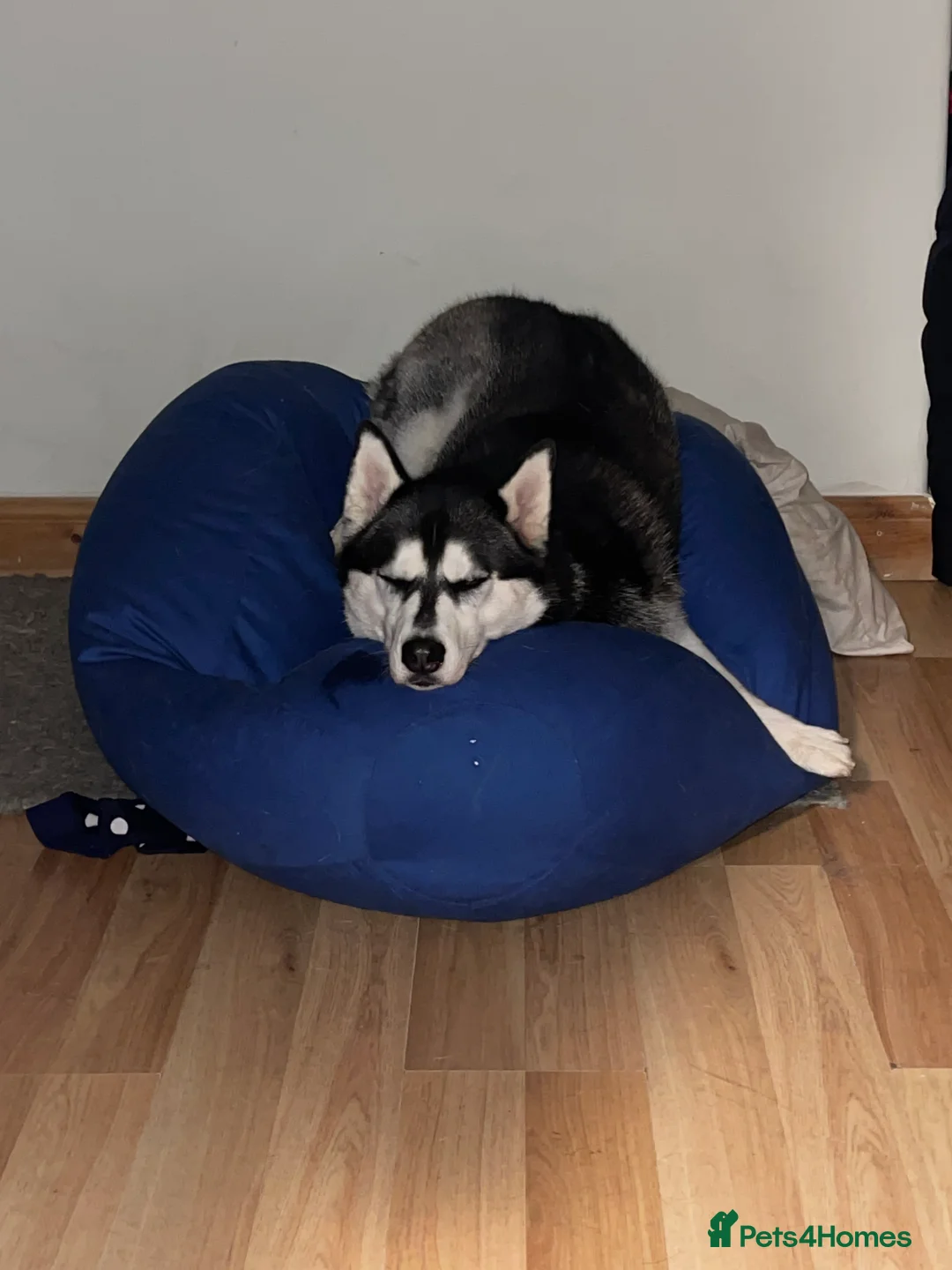 Siberian Husky dogs for sale: Siberian husky female  - Advert 6