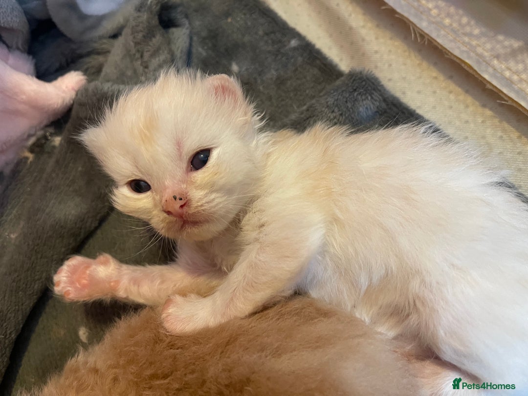 Mixed Breed cats for sale: Health Tested Perdolls - Image 13