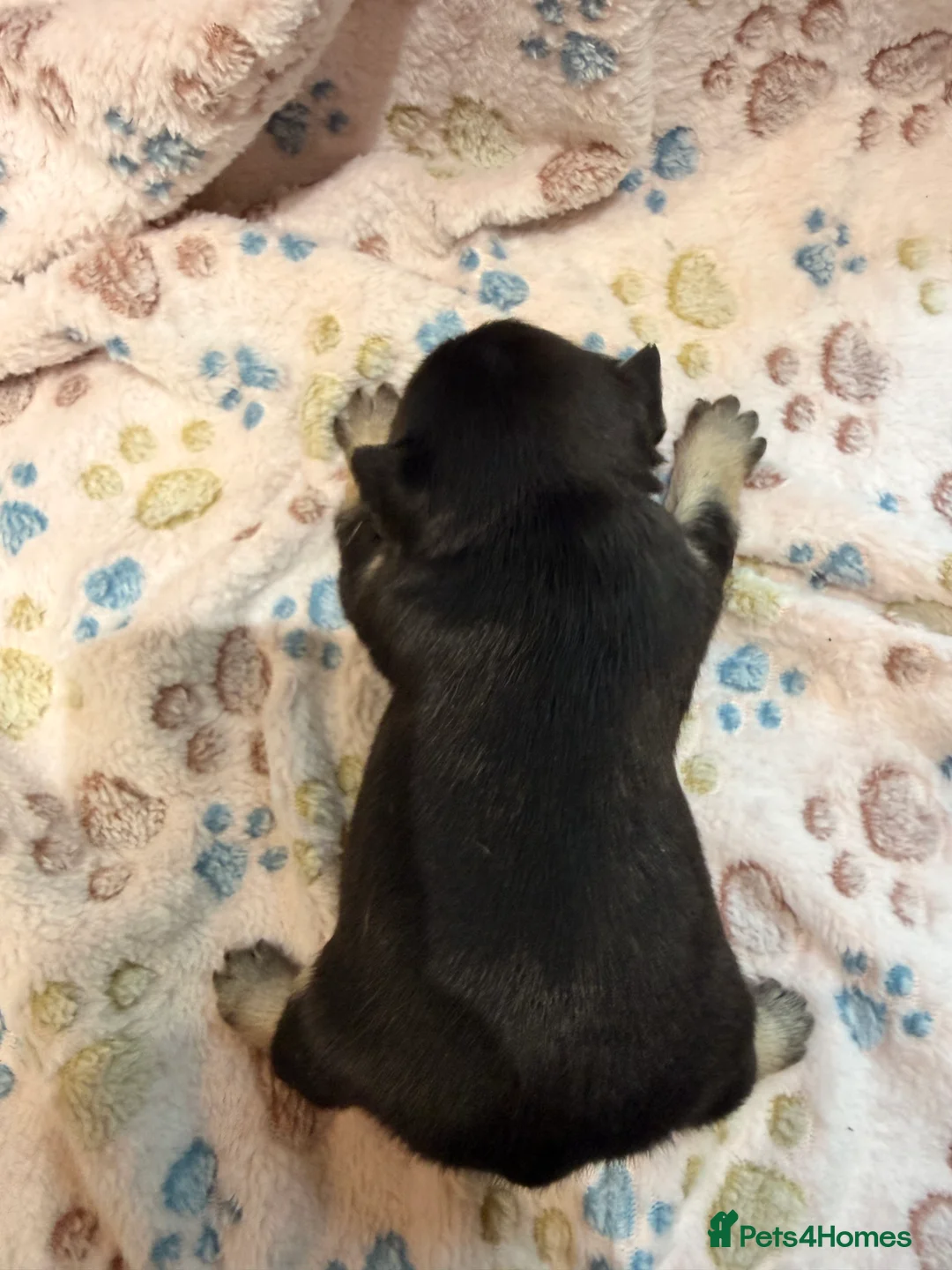 French Bulldog dogs for sale: Frenchie Pups for sale  - Advert 26