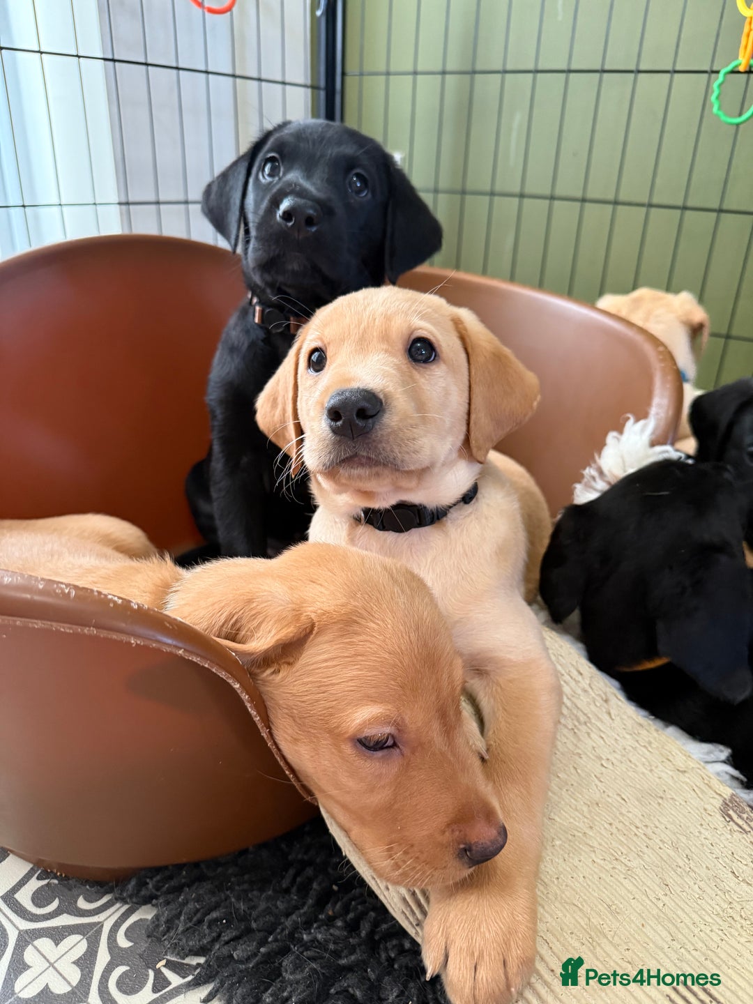 Labrador Retriever dogs for sale: KC REG LABS - Ready Now - fox red and black males in Houghton le Spring - Image 6
