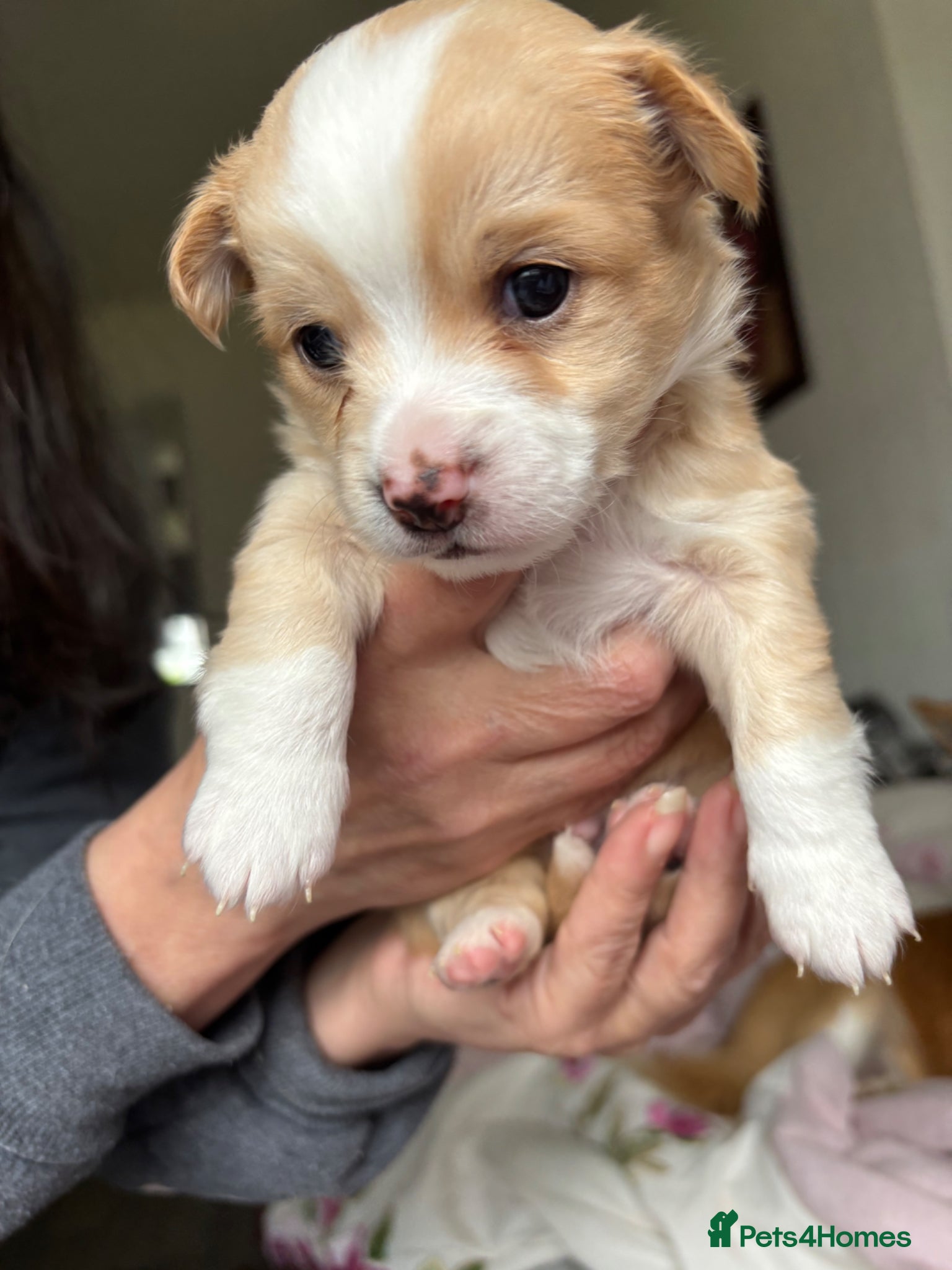 Chihuahua dogs Chihuahua Puppies For Sale! - Advert 2