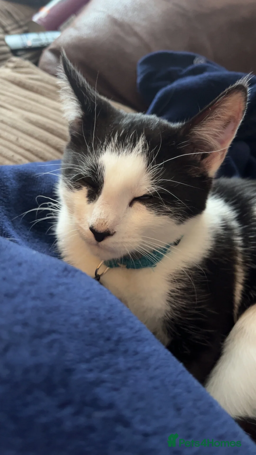 Mixed Breed cats for sale: Kitten for sale  - Advert 3