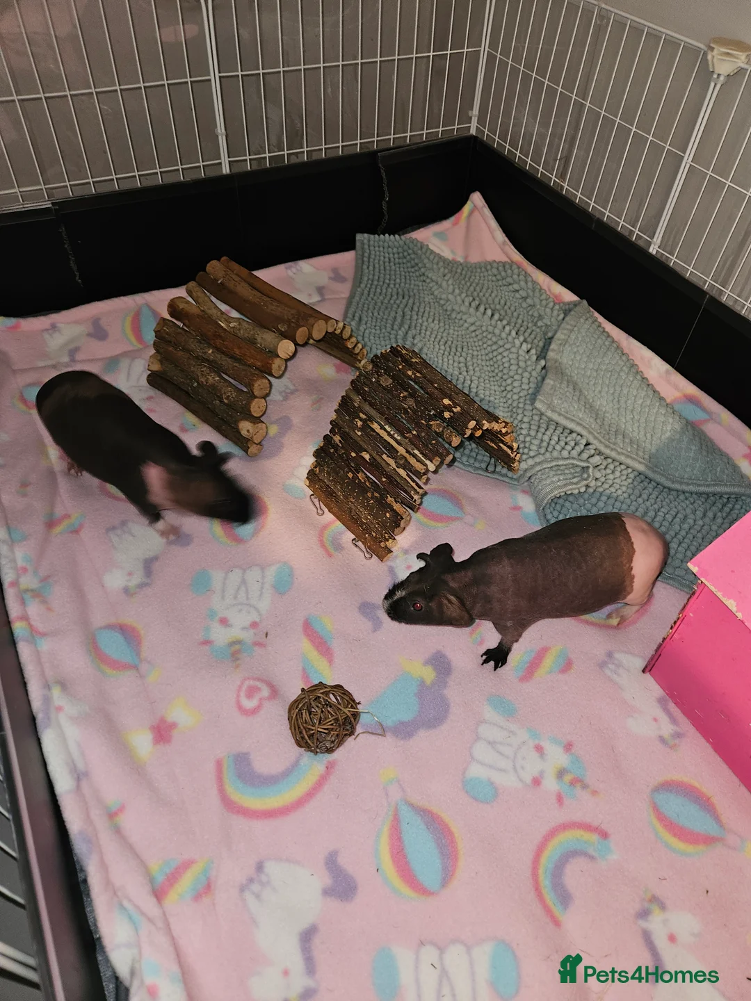 Guinea Pig rodents for sale: 2x skinny pigs plus full set up - Advert 5