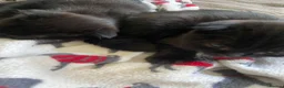 Mixed Breed cats for sale: Mixed breed bengal kitten for sale  - Advert 5