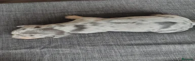 Miniature Dachshund 3