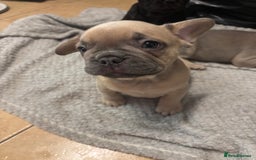 French Bulldog dogs for sale: French bulldogs ready now!  - Image 5