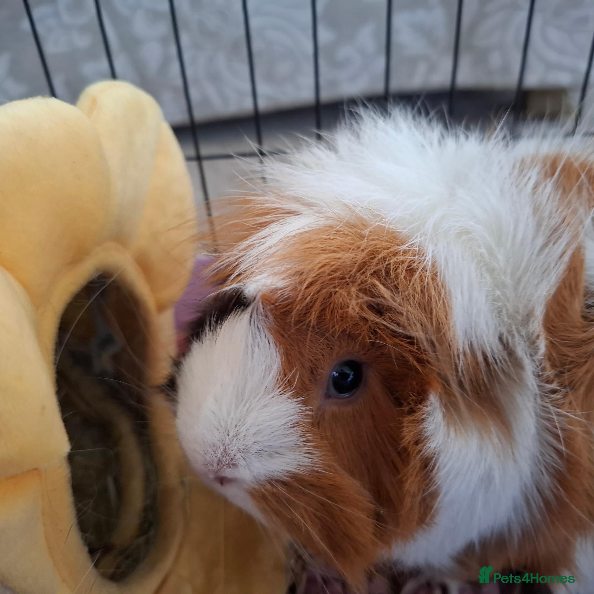 Guinea Pig rodents Two bonded female guinea pigs + cage - Advert 2