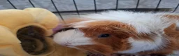 Guinea Pig rodents for sale: Two bonded female guinea pigs + cage in Helensburgh - Advert 1