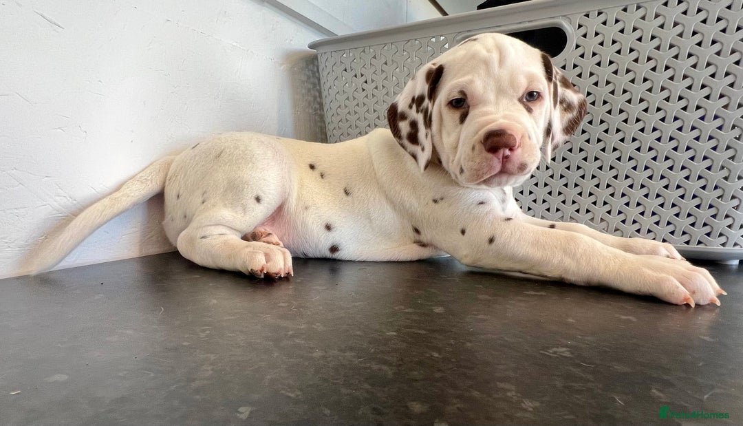 Dalmatian dogs for sale: 🐶 Two Beautiful Dalmatian Puppies!! 🐶  - Image 6