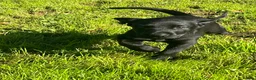 Labrador Retriever dogs for sale: Gorgeous Labrador Boy Puppy Last one in Newton Abbot - Advert 8