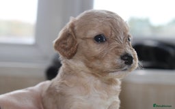 Cavapoo dogs for sale: Iconic cavapoo litter health tested parentage  - Advert 13