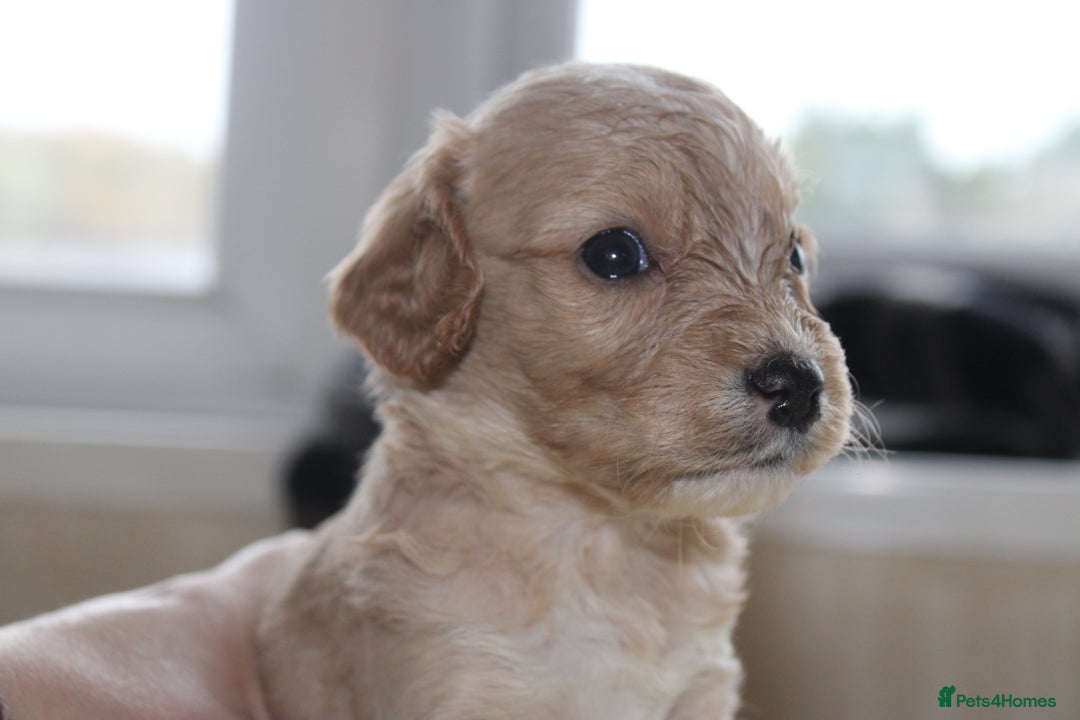 Cavapoo dogs for sale: Iconic cavapoo litter health tested parentage  - Advert 13
