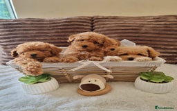 Poochon dogs for sale: 🧸poochon puppies 🧸 - Image 1