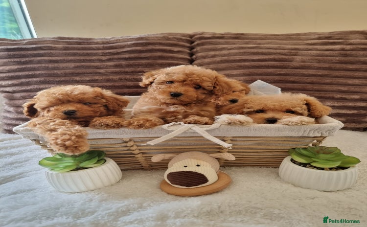 Poochon dogs - Advert 1