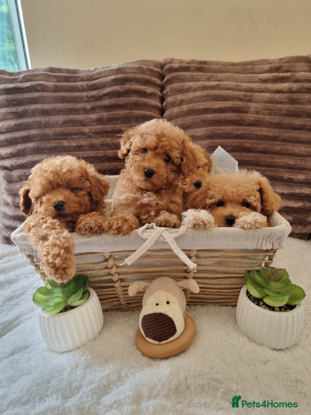 Poochon dogs for sale: 🧸poochon puppies 🧸 - Image 1