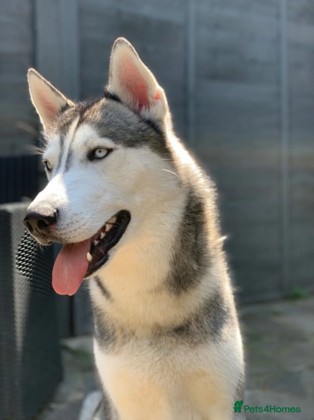 Siberian Husky dogs for stud: Siberian Husky For Stud in London - Advert 3