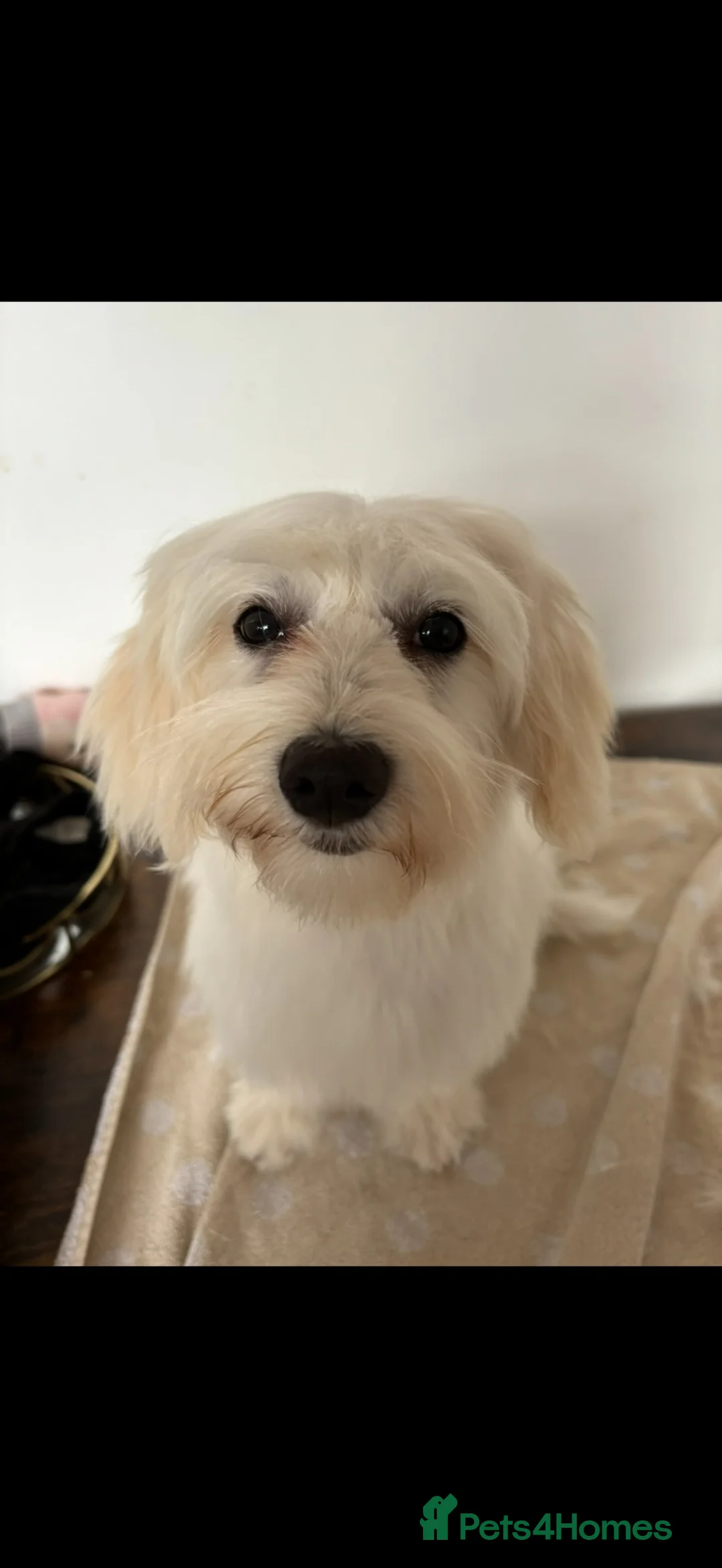 Maltipoo dogs for sale: Last female maltipoo - Advert 3