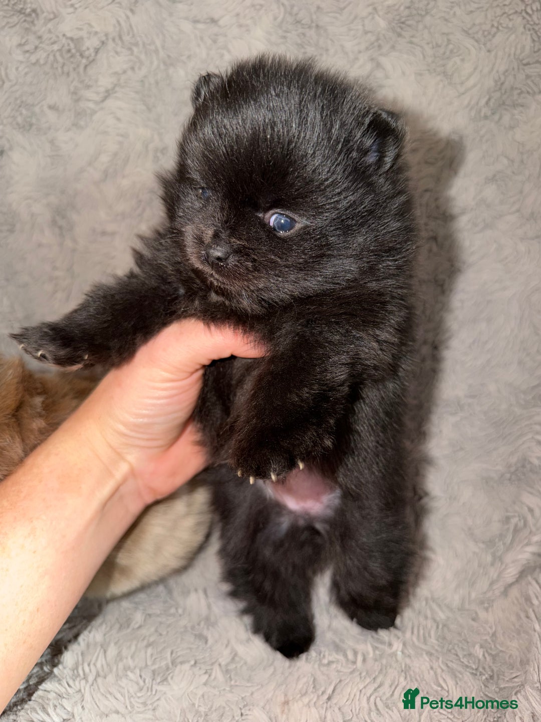 Pomeranian dogs for sale: 🤎💙QUALITY POMERANIAN BABY BEARS 💙🤎 - Advert 7